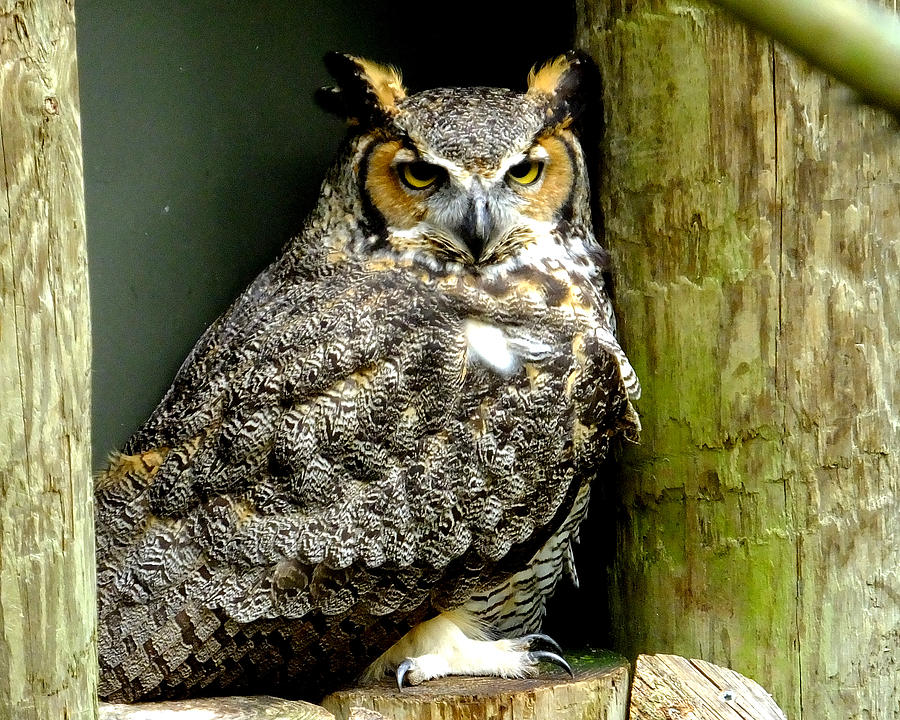 Great Horned Owl Photograph by Judy Wanamaker