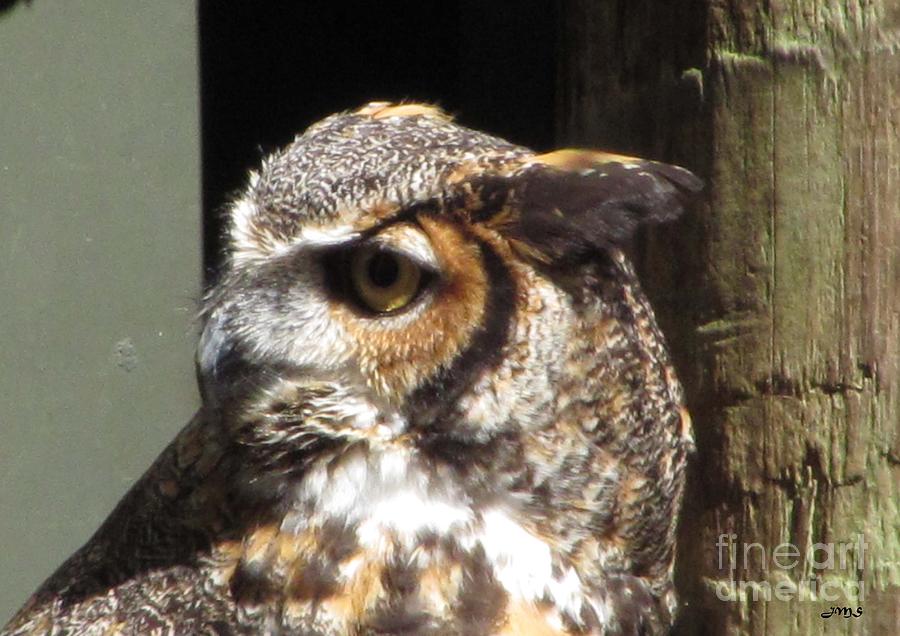 Great Horned Owl Photograph by Julia Stubbe