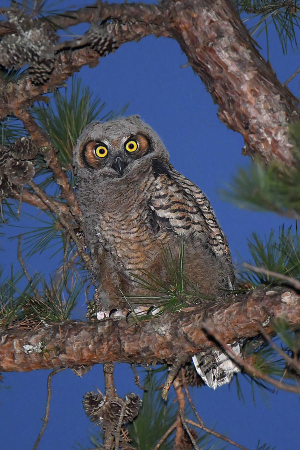 Great Horned Owl Juvenile  Photograph by Alan Lenk