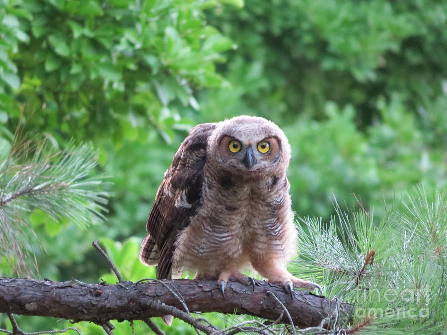Owl Photograph - Eye to Eye by Charles Green