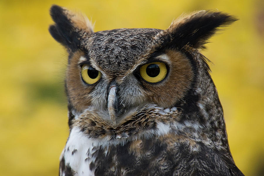 Great Horned Owl Photograph by Karen Smale