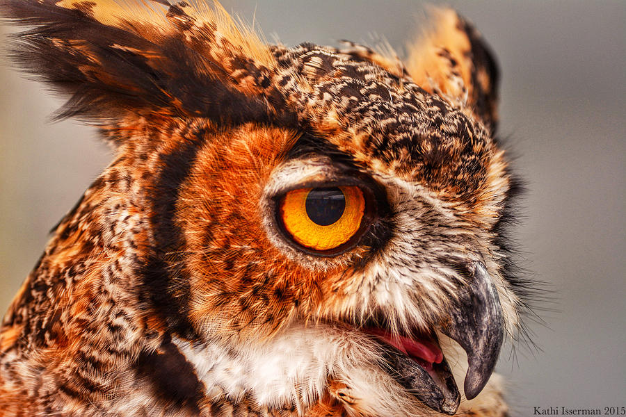 Great Horned Owl Photograph by Kathi Isserman