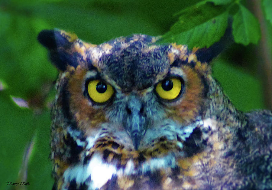 Great Horned Owl Photograph by Kathy Kelly