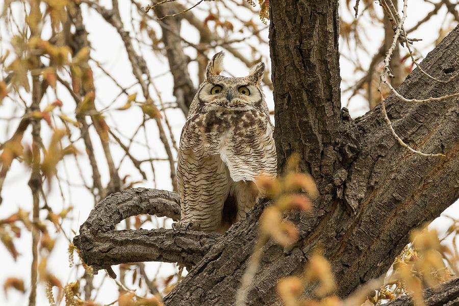 Great Horned Owl Keeping Close Watch Photograph by Tony Hake
