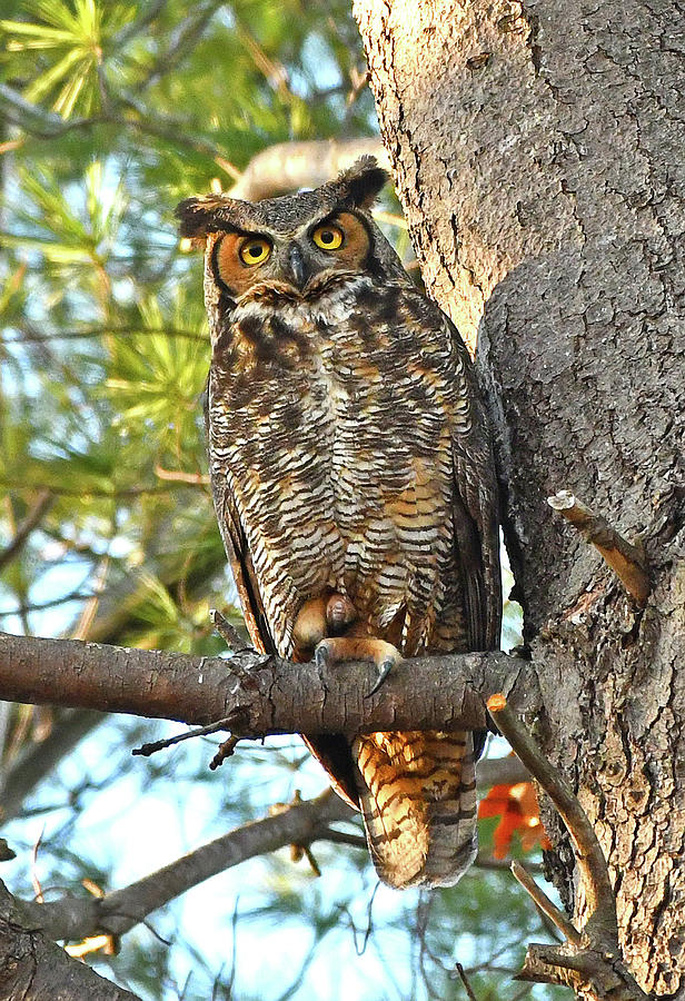 Great Horned Owl  Photograph by Ken Stampfer