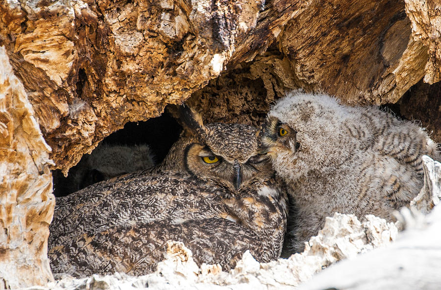 Great Horned Owl Kisses Photograph by Mindy Musick King