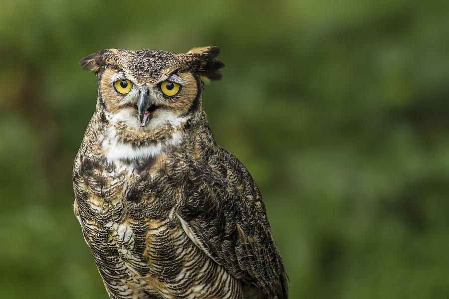 Great Horned Owl Photograph by Lindley Johnson