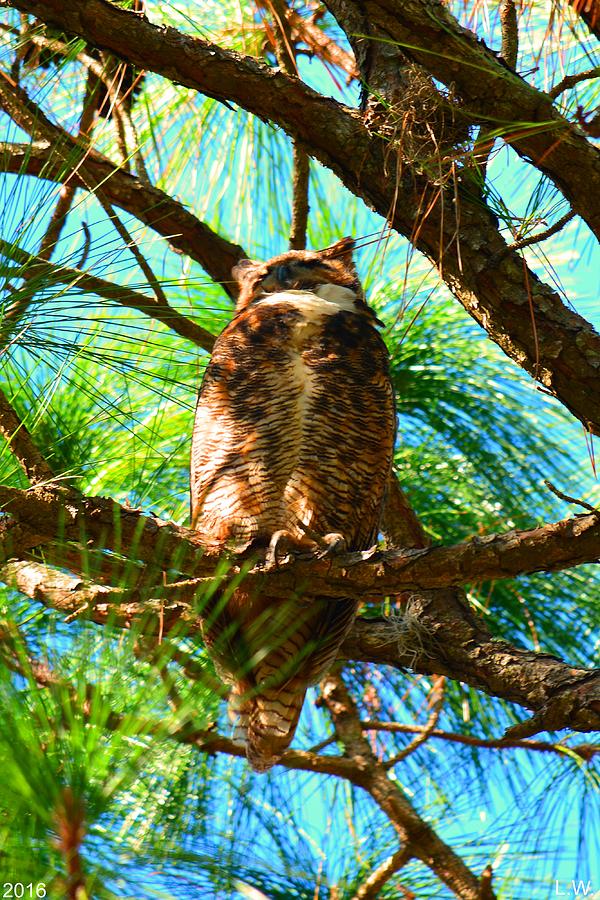Great Horned Owl Photograph by Lisa Wooten