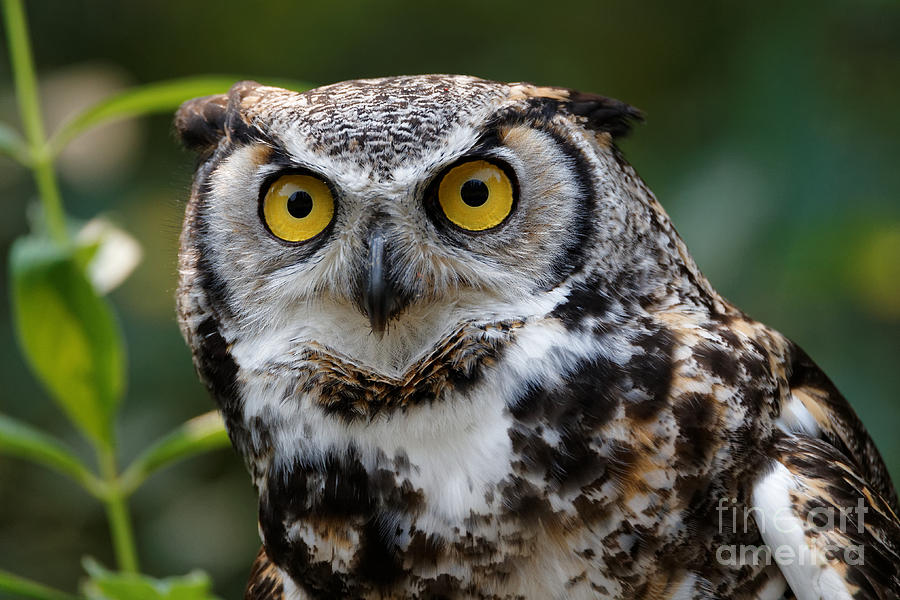 Great Horned Owl - Looking at You Photograph by Sue Harper - Pixels