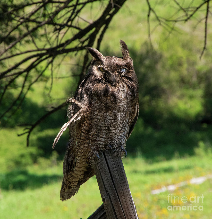 Great Horned Owl Photograph by Louise Magno