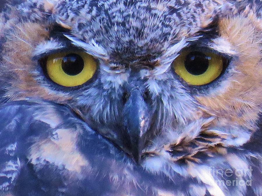 Great Horned Owl Macro Photograph by Michele Penner
