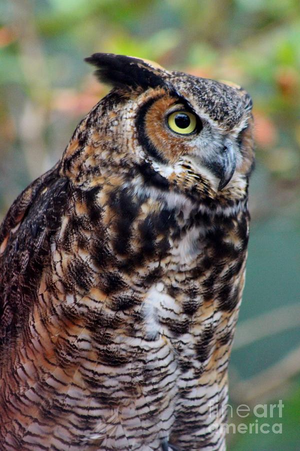 Great Horned Owl Photograph by Mesa Teresita