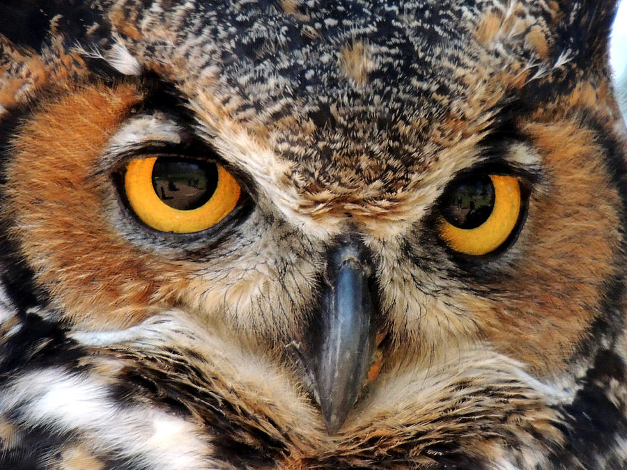 Great Horned Owl Photograph by Mike Guhl - Fine Art America