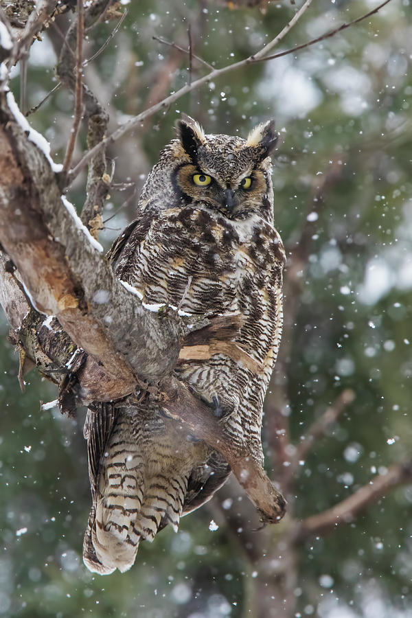 Great horned owl  Photograph by Mircea Costina Photography