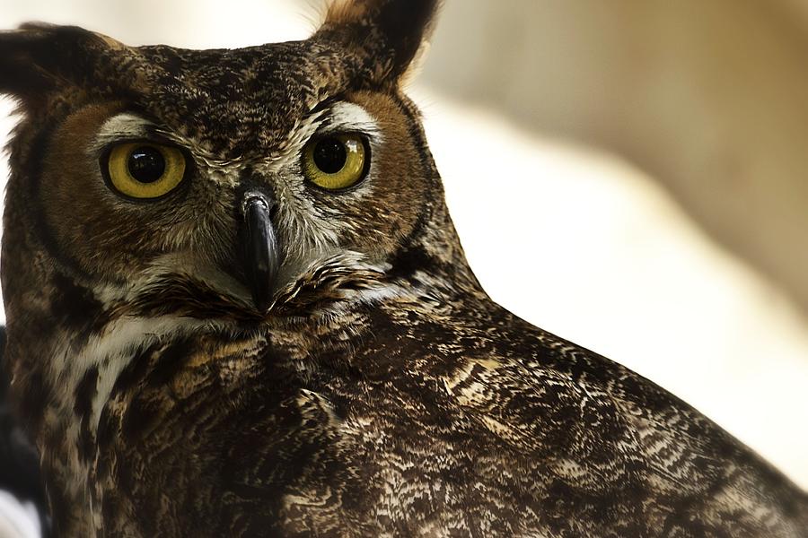 Great Horned Owl Photograph by Nadalyn Larsen