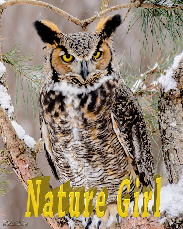 Great Horned Owl Nature Girl Photograph by LeeAnn McLaneGoetz McLaneGoetzStudioLLCcom