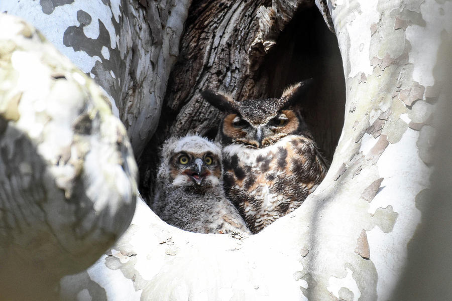 Great Horned Owl Nest Photograph by Gary Wightman