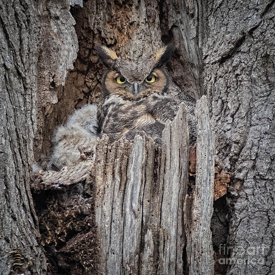 Great Horned Owl nesting. Photograph by Rudy Viereckl