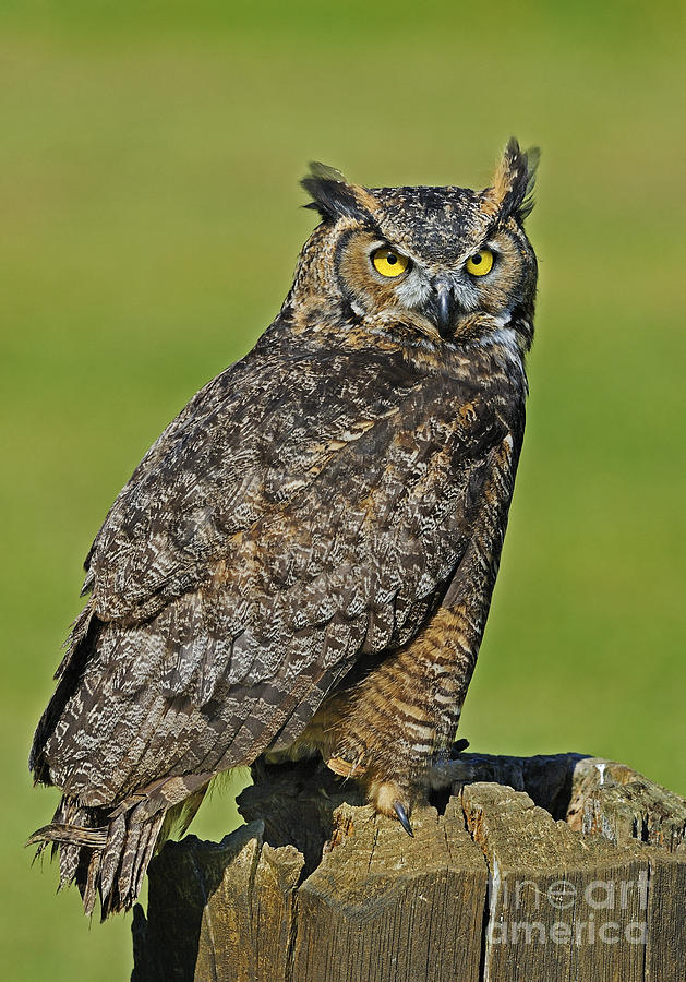 Great Horned Owl... Photograph by Nina Stavlund