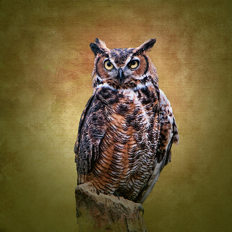 Owl Photograph - Great Horned Owl No 2 by Phyllis Taylor