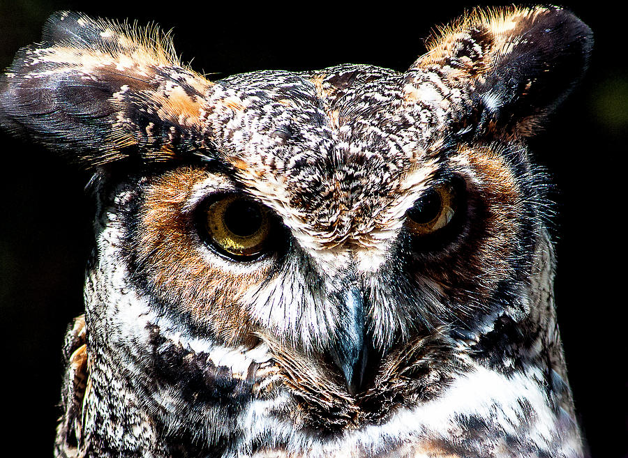Great Horned Owl Photograph by Norman Johnson