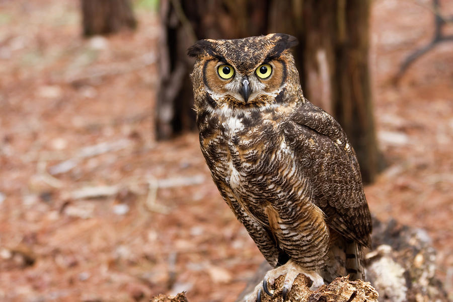 Great Horned Owl on a Log Photograph by Jill Lang