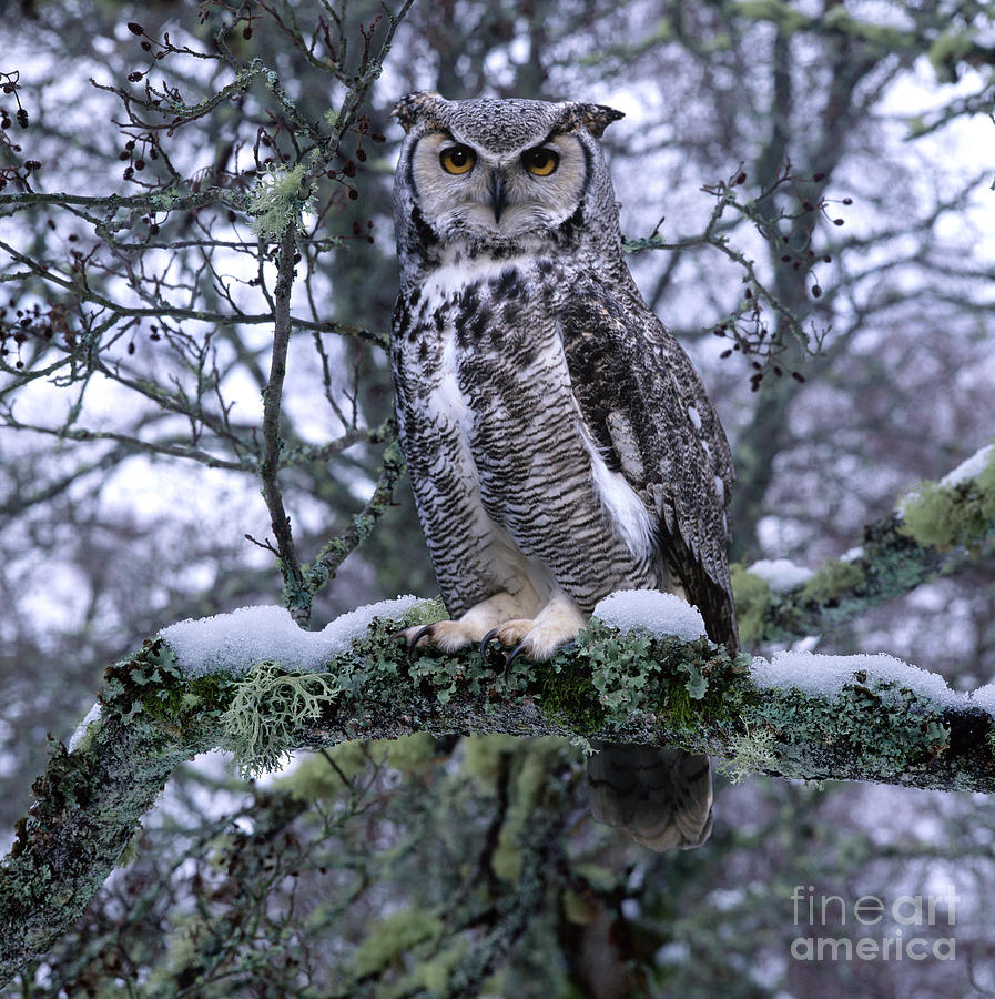 Great Horned Owl on a snowy branch Photograph by Warren Photographic