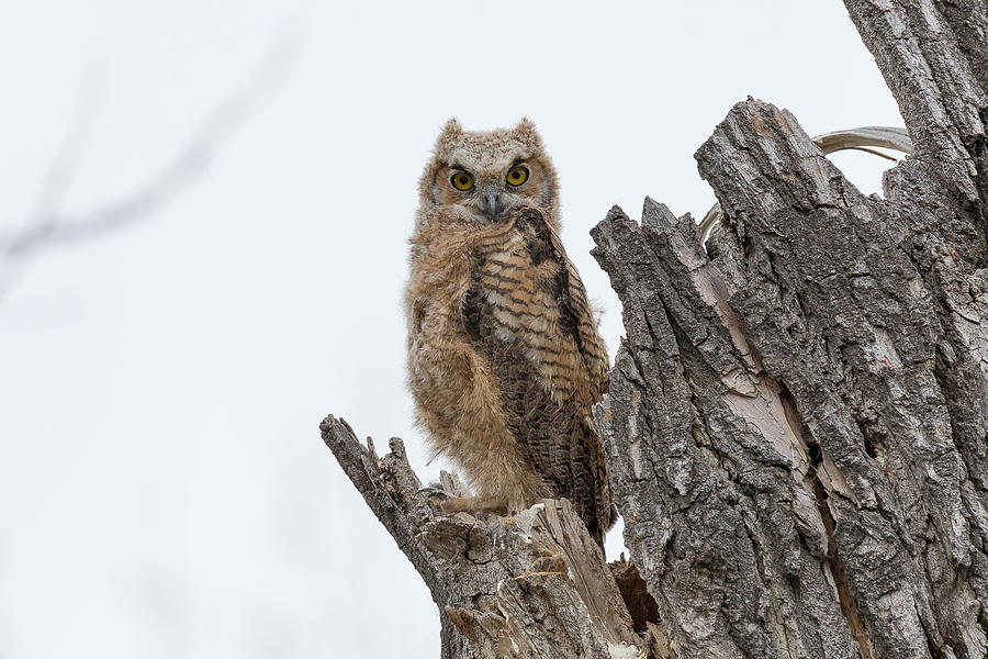Great Horned Owl Owlet Keeping Watch Photograph by Tony Hake