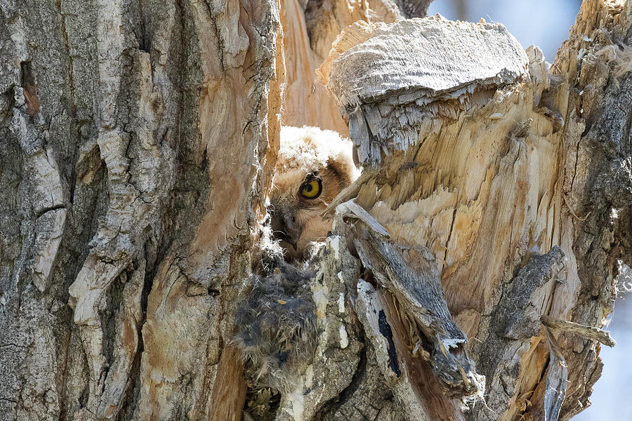 Great Horned Owl Owlet Peeks Out Photograph by Tony Hake