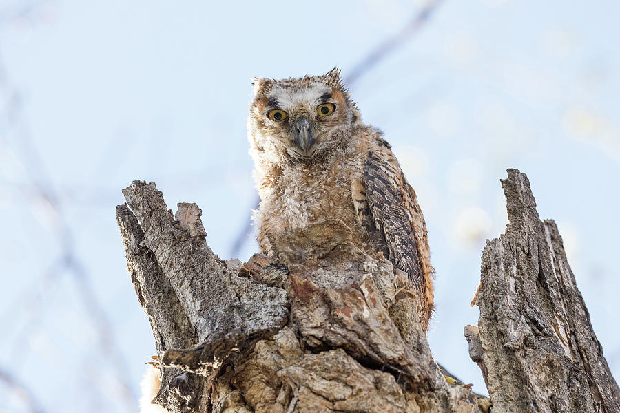 Great Horned Owl Owlet Stares Photograph by Tony Hake