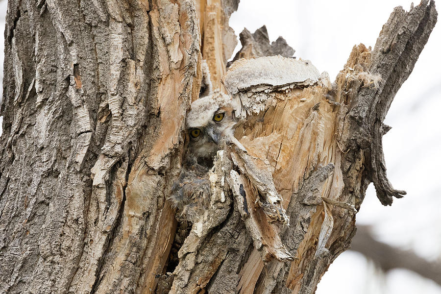 Great Horned Owl Owlet Stays Hidden Photograph by Tony Hake