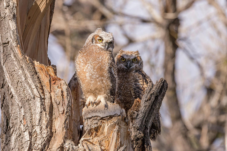 Great Horned Owl Owlets at Sunset Photograph by Tony Hake