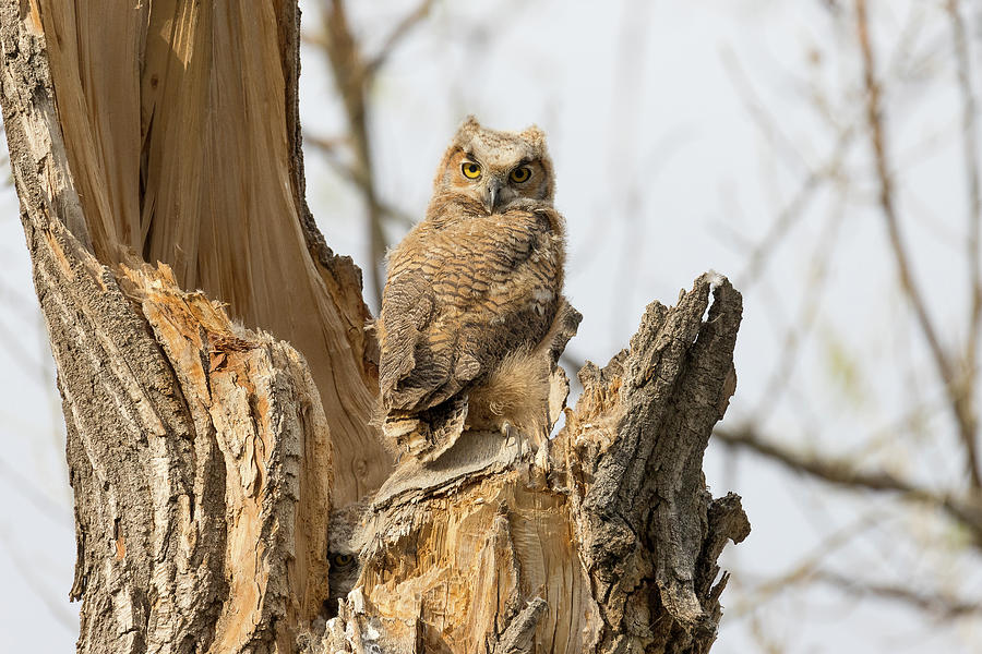 Great Horned Owl Owlets in the Evening Light Photograph by Tony Hake