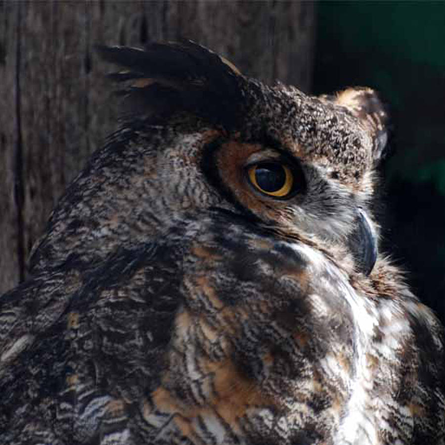 Great Horned Owl Photograph by Paul Ward