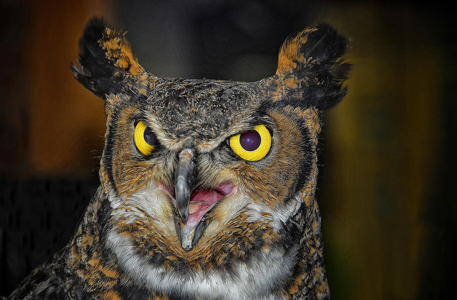 Great Horned Owl Photograph by Peg Runyan