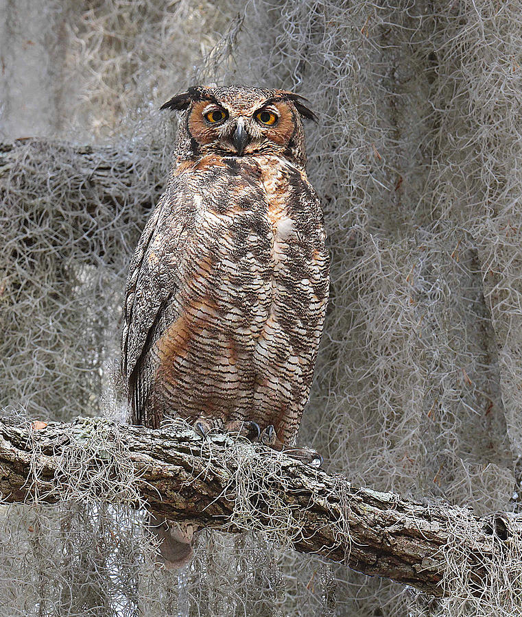 Great Horned Owl Perched Photograph by Alan Lenk