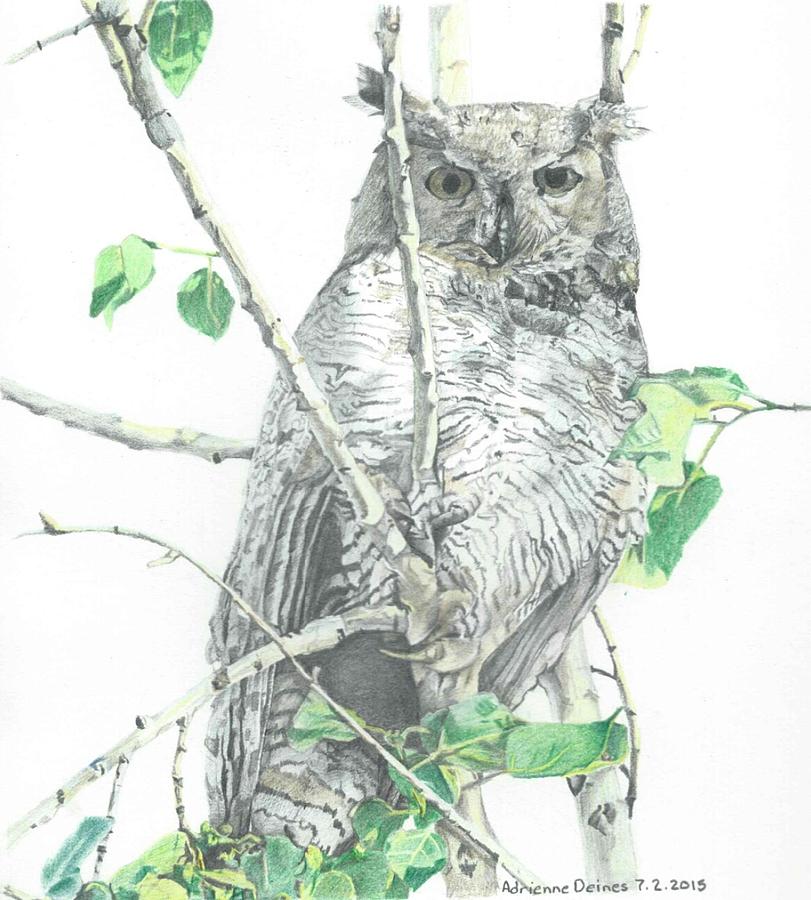 Great Horned Owl Perched In A Tree Drawing by Adrienne Deines