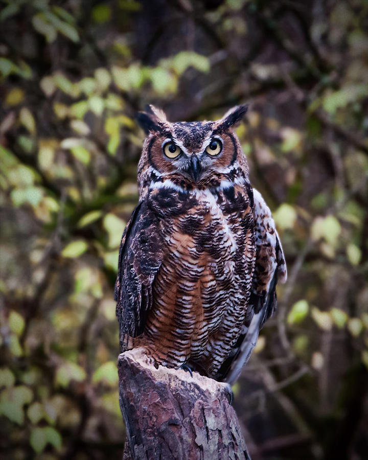 Owl Photograph - Great Horned Owl by Phyllis Taylor