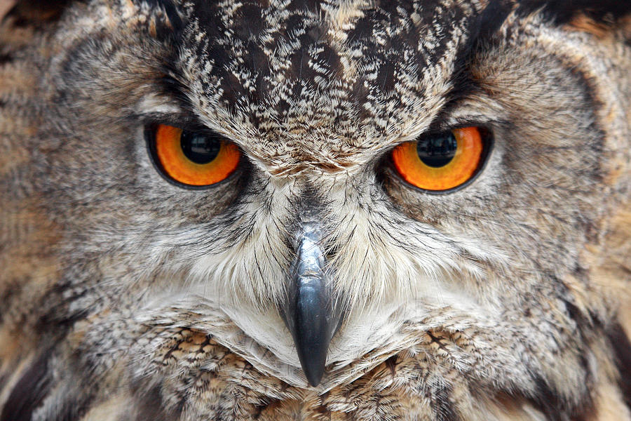 Great Horned Owl Photograph