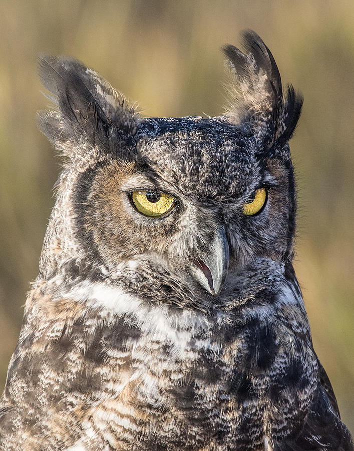 Bird Photograph - Great Horned Owl Portrait 3 by Dawn Key