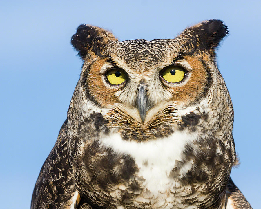 Great Horned Owl Portrait Photograph by Dawn Currie