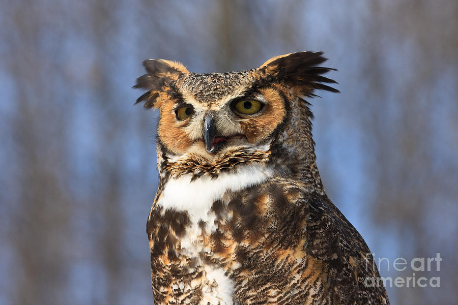 Great Horned Owl Portrait Photograph by Jennifer Ludlum
