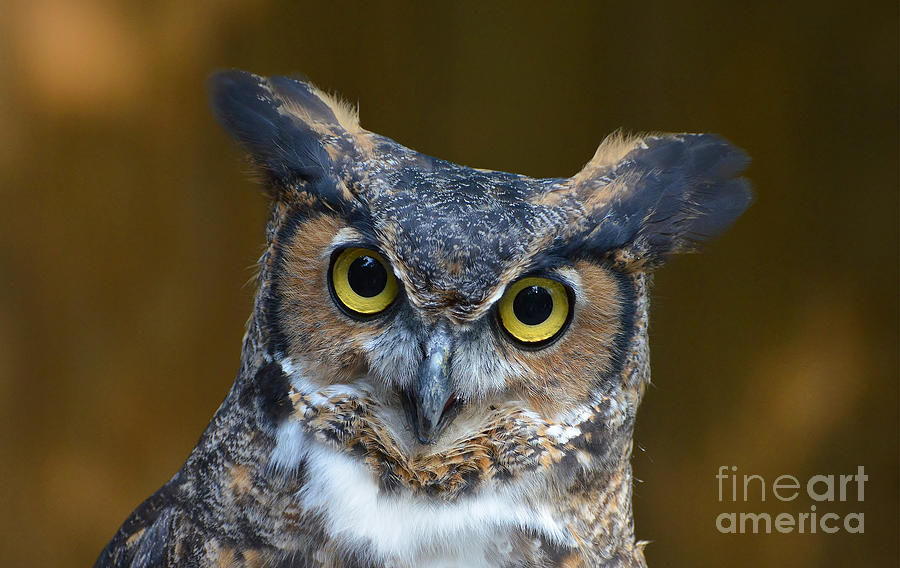 Great Horned Owl Portrait Photograph by Kathy Baccari