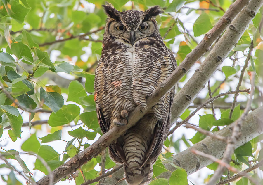 Great Horned Owl Portrait Photograph by Marc Crumpler