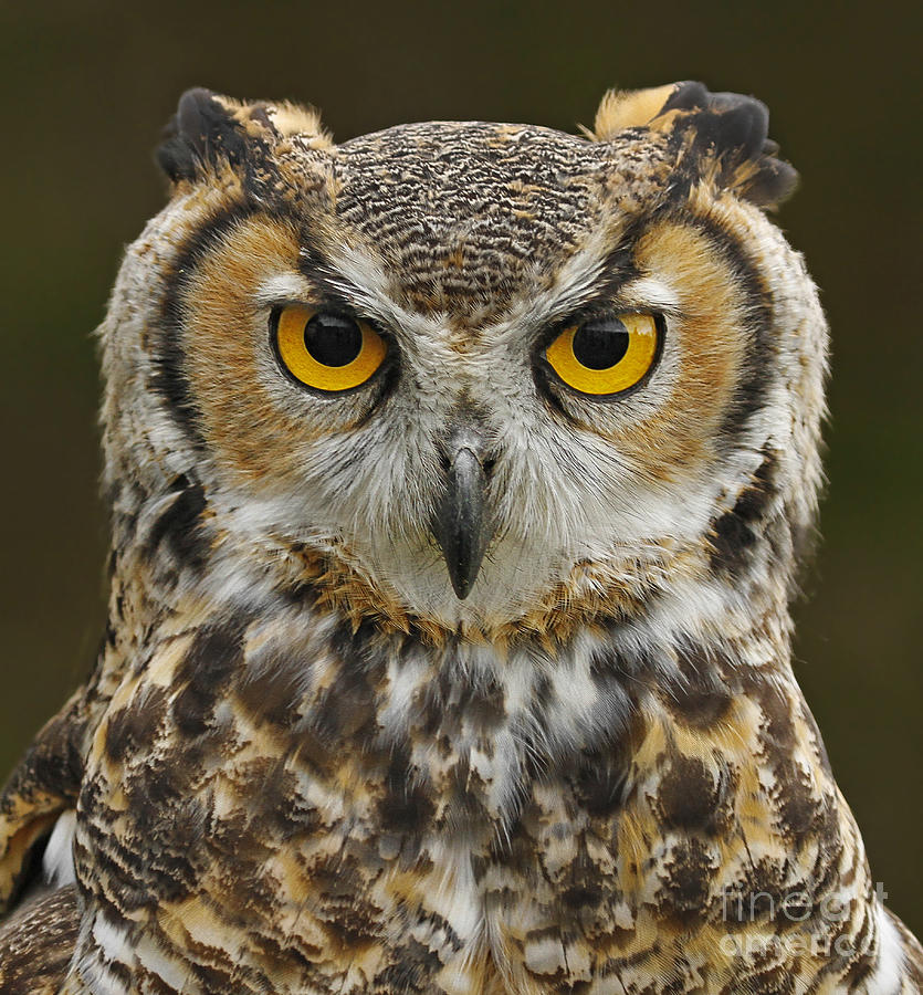 Great Horned Owl Portrait Photograph by Sherry Butts | Fine Art America