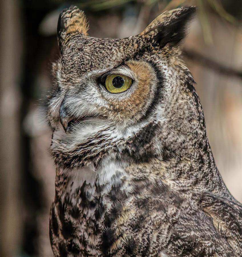 Great Horned Owl Portrait Photograph by Teresa Wilson