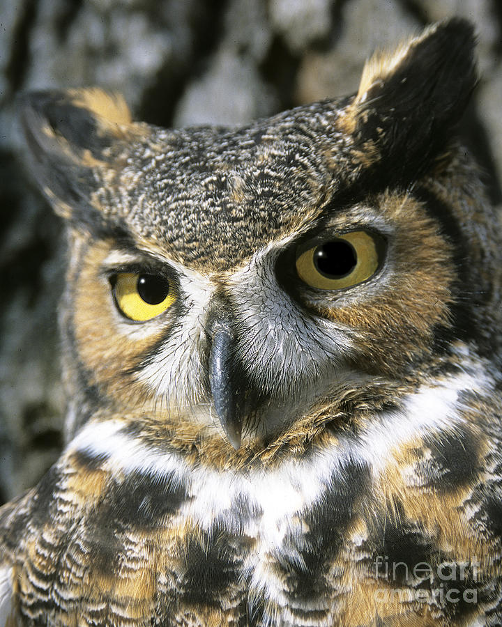 Great-horned Owl Portrait Photograph by Timothy Flanigan