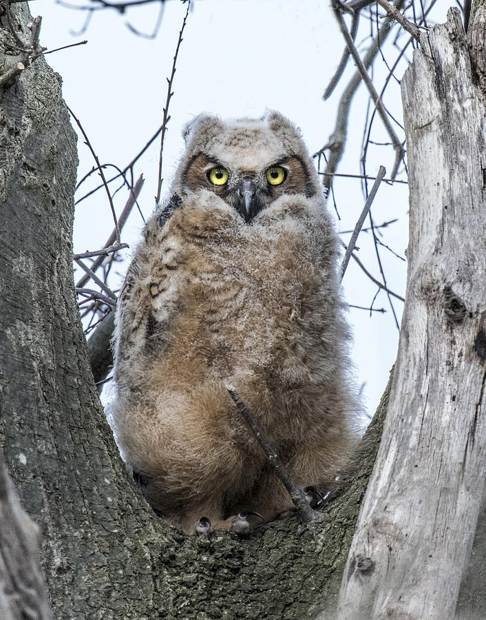 Great Horned Owl Portrait Photograph by William Bitman