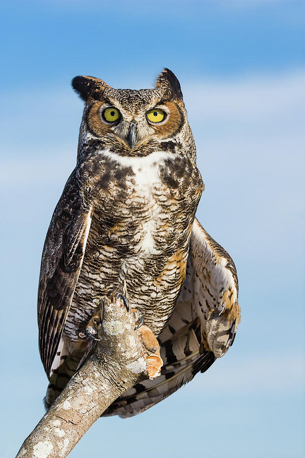 Great Horned Owl Portrait - Winged Ambassadors Photograph by Dawn Currie