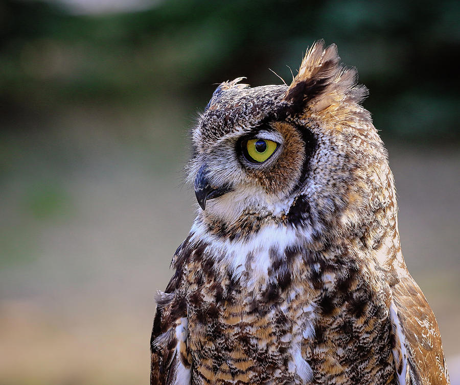 Great Horned Owl Profile Photograph by Athena Mckinzie